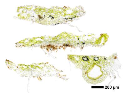 riccia huebeneriana swe thallus cross section