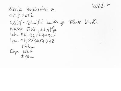 riccia huebeneriana swe voucher specimen