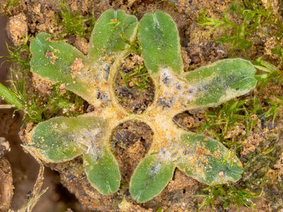 riccia sorocarpa
