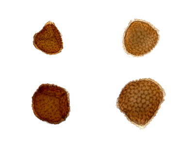 riccia sorocarpa spores
