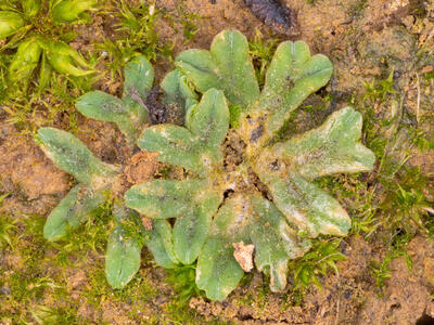 riccia sorocarpa stature