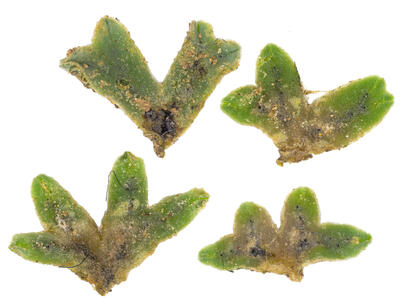 riccia sorocarpa stature ventral side