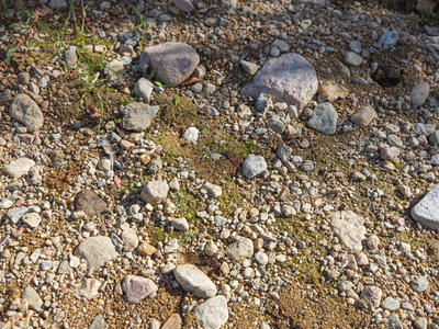 riccia sorocarpa swe habitat