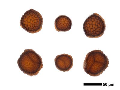 riccia sorocarpa swe spores