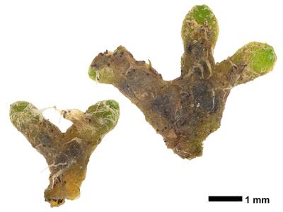 riccia sorocarpa swe stature dorsal side