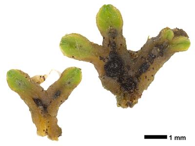 riccia sorocarpa swe stature ventral side