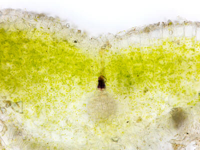 riccia sorocarpa thallus archegonium cross section