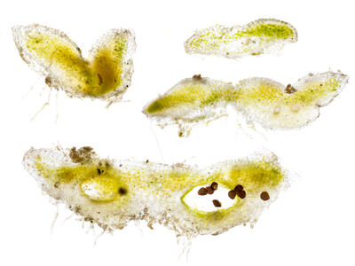 riccia sorocarpa thallus cross section