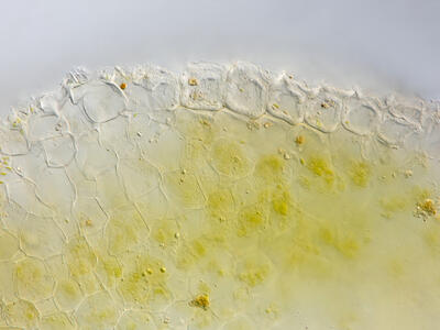 riccia sorocarpa thallus epidermis cross section