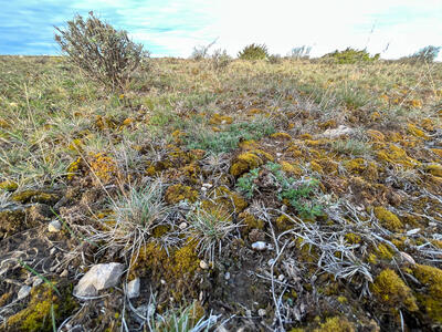 riccia subbifurca swe1 habitat