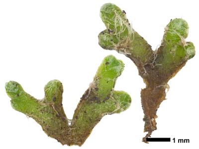 riccia subbifurca swe1 stature dorsal side