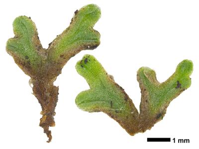 riccia subbifurca swe1 stature ventral side