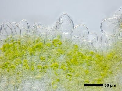 riccia subbifurca swe1 thallus epidermis cross section