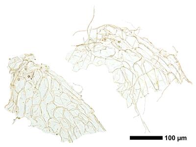 riccia subbifurca swe1 ventral scales