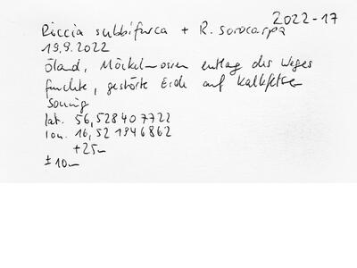 riccia subbifurca swe1 voucher specimen