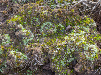 riccia subbifurca swe2 habitat