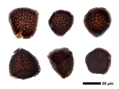 riccia subbifurca swe2 spores