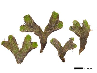 riccia subbifurca swe2 stature dorsal side