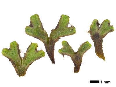 riccia subbifurca swe2 stature ventral side