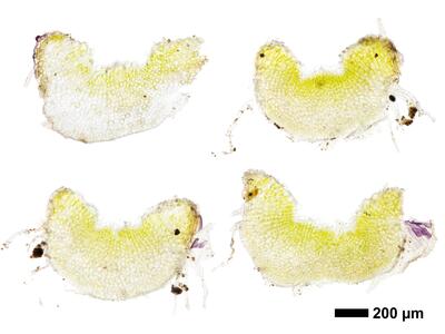 riccia subbifurca swe2 thallus cross section