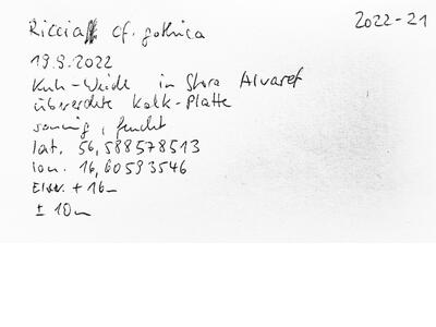 riccia subbifurca swe2 voucher specimen