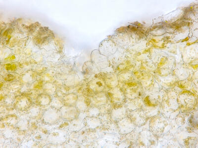 riccia warnstorfii thallus epidermis cross section