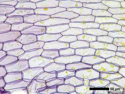 ricciocarpos natans bauchschuppe basis