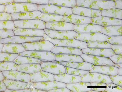 ricciocarpos natans bauchschuppe mitte