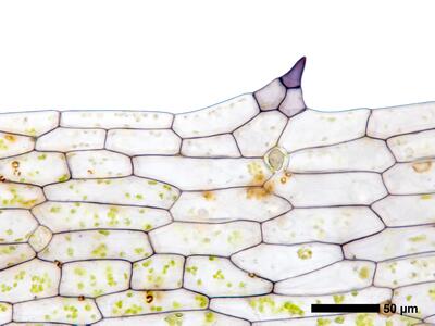 ricciocarpos natans bauchschuppe rand