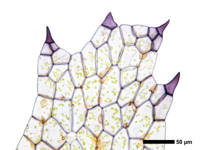 ricciocarpos natans bauchschuppe spitze