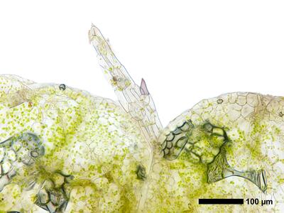 ricciocarpos natans thallus antheridium quer