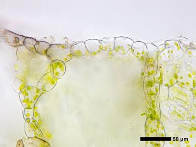 ricciocarpos natans thallus epidermis quer