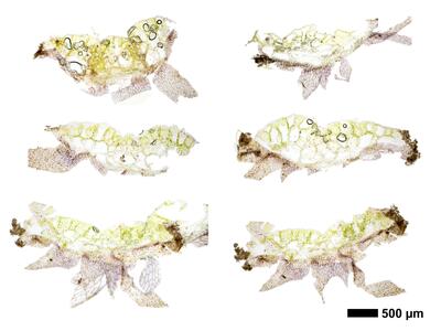 ricciocarpos natans thallus quer