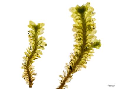 diplophyllum obtusifolium habitus oberseite