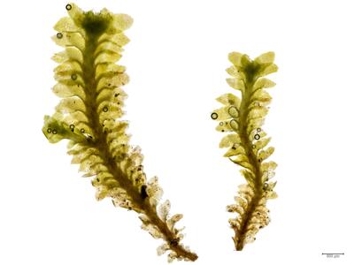 diplophyllum obtusifolium habitus unterseite