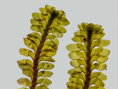diplophyllum taxifolium habitus