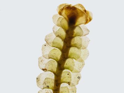 scapania aequiloba habitus