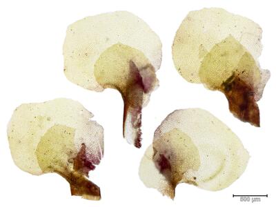 scapania paludicola blatt