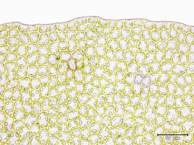 scapania paludicola unterlappen blattrand