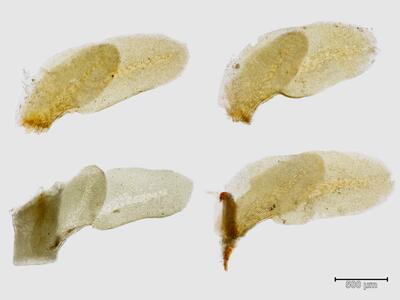 voucher diplophyllum albicans blattlappen