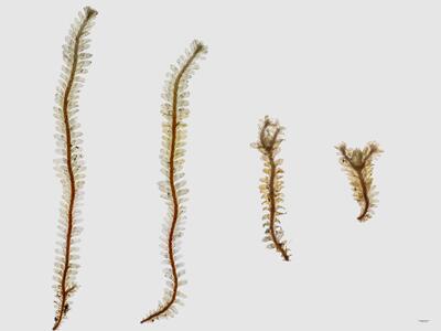 voucher diplophyllum albicans habitus oberseite