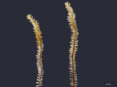 voucher diplophyllum albicans habitus unterseite2