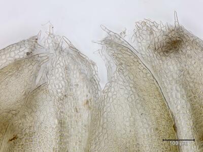 voucher diplophyllum albicans perianthmuendung detail