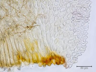 voucher diplophyllum albicans unterlappen basaler blattrand