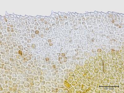 voucher diplophyllum albicans unterlappen blattrand