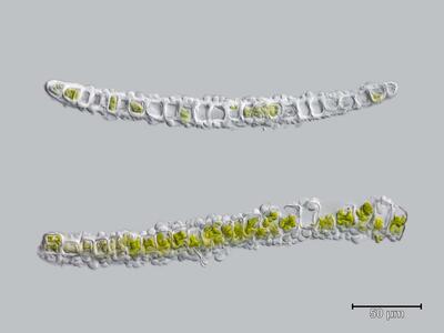 voucher diplophyllum obtusatum blatt quer detail
