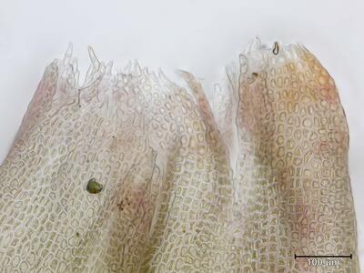voucher diplophyllum obtusifolium perianthmuendung detail