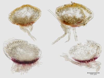 voucher diplophyllum obtusifolium stamm quer