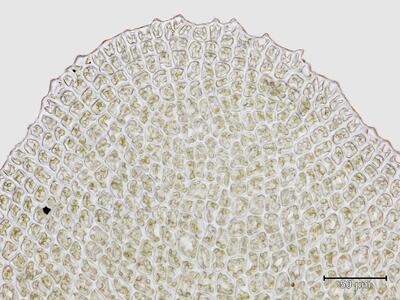 voucher diplophyllum obtusifolium unterlappen blattspitze