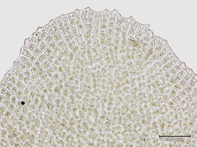 voucher diplophyllum obtusifolium unterlappen blattspitze